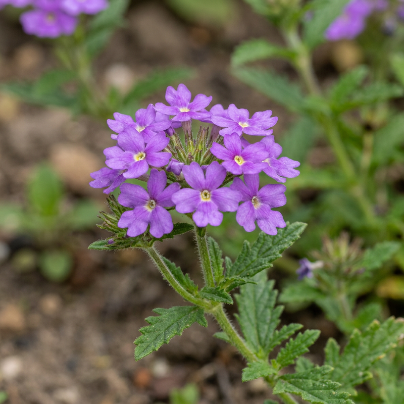 Garten-Verbene