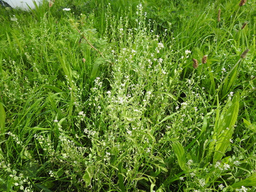Gartenkresse — Bild 4 von 8