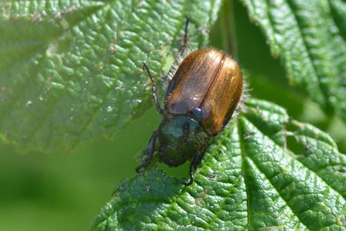 Gartenlaubkäfer - Bild 7