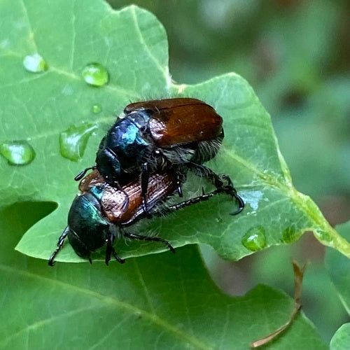 Gartenlaubkäfer - Bild 1