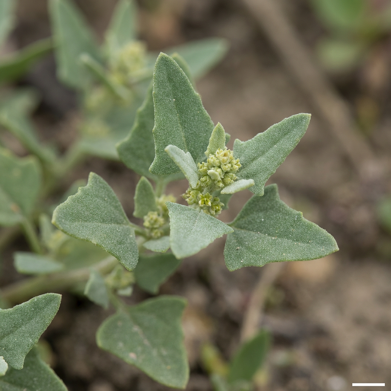 Gartenmelde