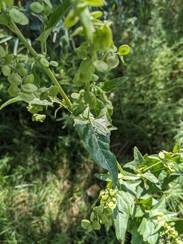 Gartenmelde — Bild 5