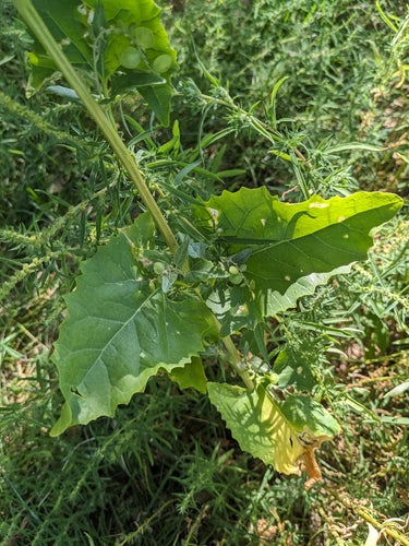 Gartenmelde — Bild 4