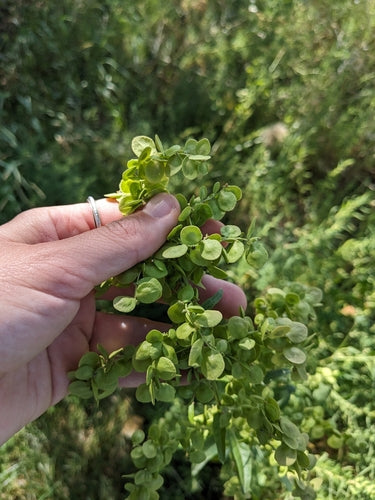 Gartenmelde — Bild 3