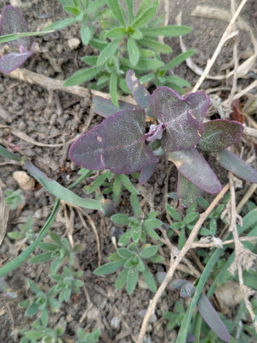 Gartenmelde — Bild 2