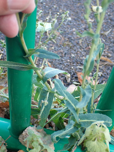 Gartensalat — Bild 5