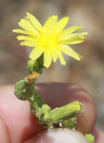 Gartensalat — Bild 4