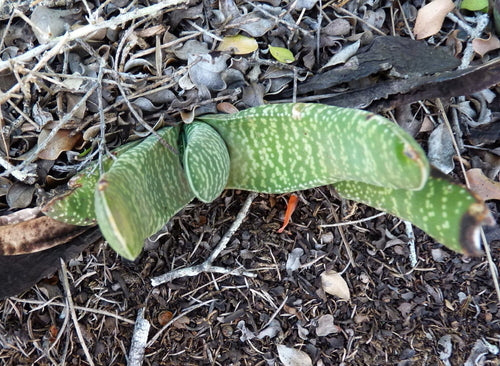 Gasteria — Bild 5 von 7