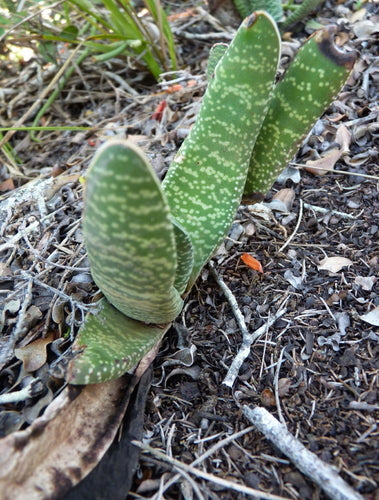Gasteria — Bild 4 von 7