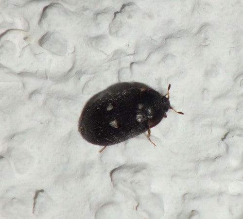 Gefleckter Pelzkäfer — Bild 2