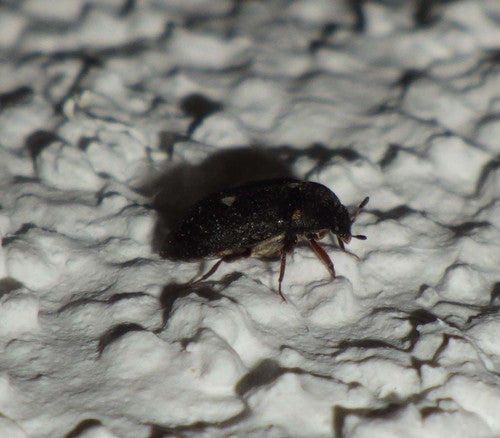 Gefleckter Pelzkäfer — Bild 5 von 51