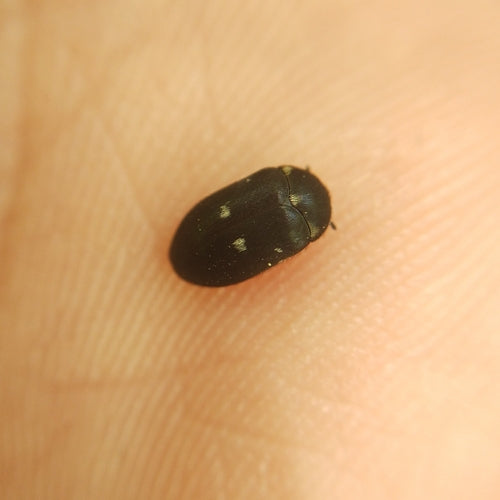 Gefleckter Pelzkäfer — Bild 5
