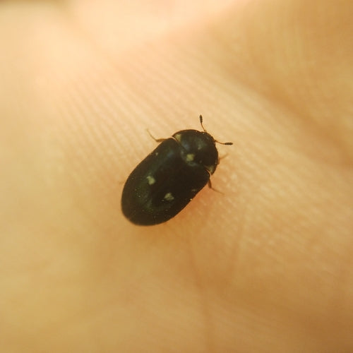 Gefleckter Pelzkäfer — Bild 4