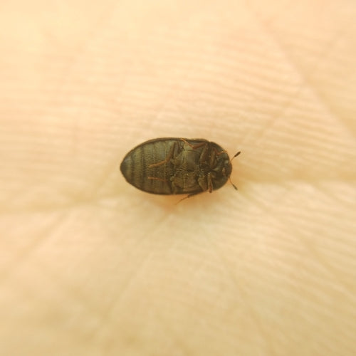 Gefleckter Pelzkäfer — Bild 3