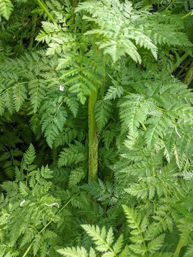 Gefleckter Schierling — Bild 4 von 10