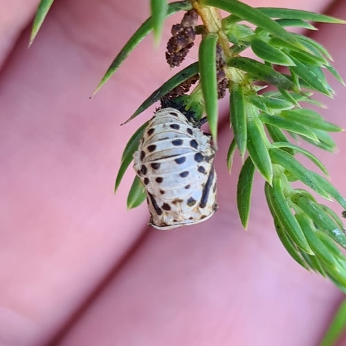 Gefleckter Weidenblattkäfer — Bild 3