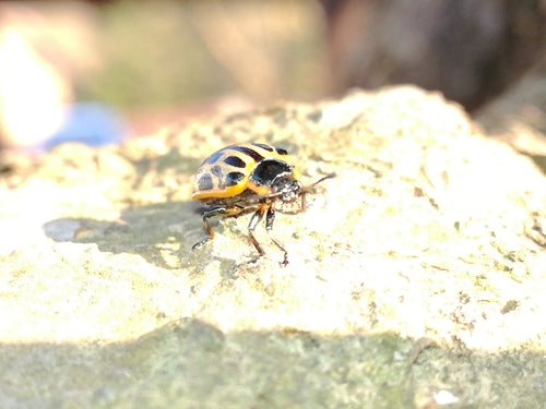 Gefleckter Weidenblattkäfer — Bild 5