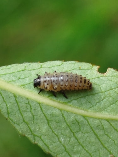 Gefleckter Weidenblattkäfer — Bild 4