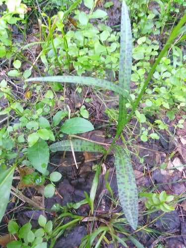 Geflecktes Knabenkraut — Bild 4 von 9