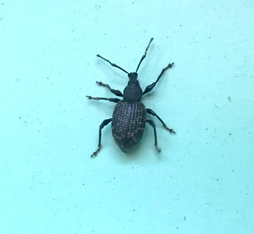 Gefurchter Dickmaulrüssler - Bild 5