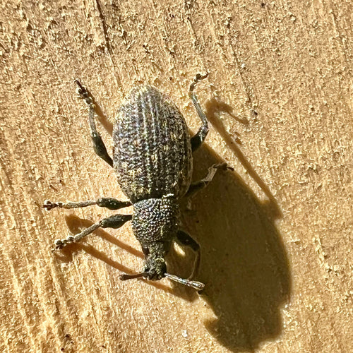 Gefurchter Dickmaulrüssler - Bild 8