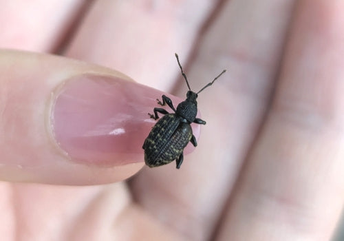 Gefurchter Dickmaulrüssler - Bild 6