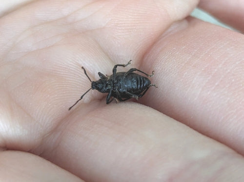 Gefurchter Dickmaulrüssler - Bild 7