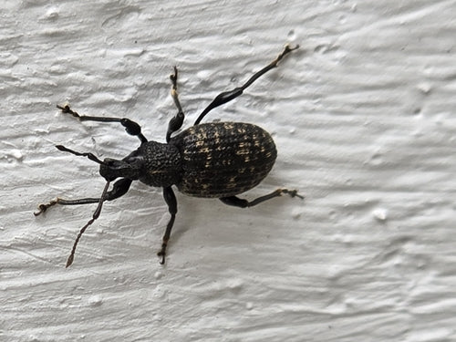 Gefurchter Dickmaulrüssler - Bild 3