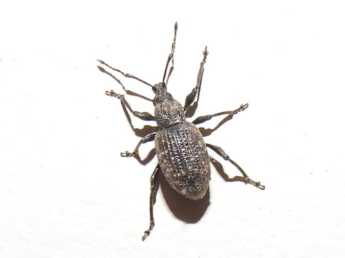 Gefurchter Dickmaulrüssler - Bild 1