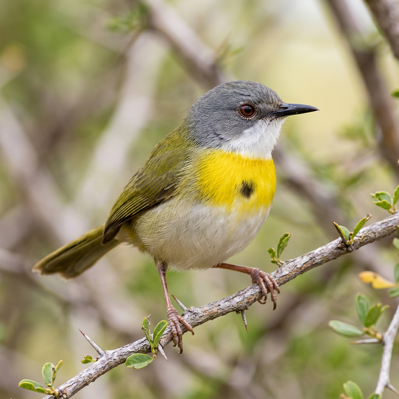 Gelbbrustapalis (Apalis flavida), KI-Illustration