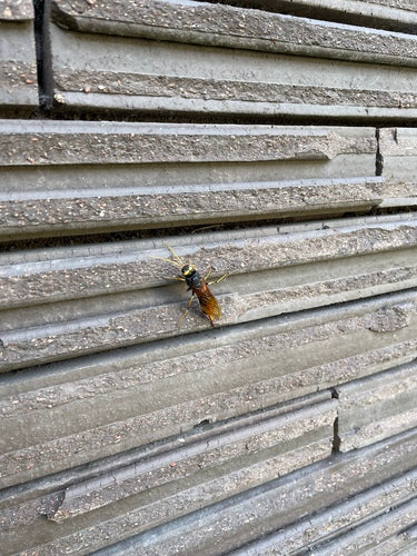 Gelbe Fichtenholzwespe — Bild 3