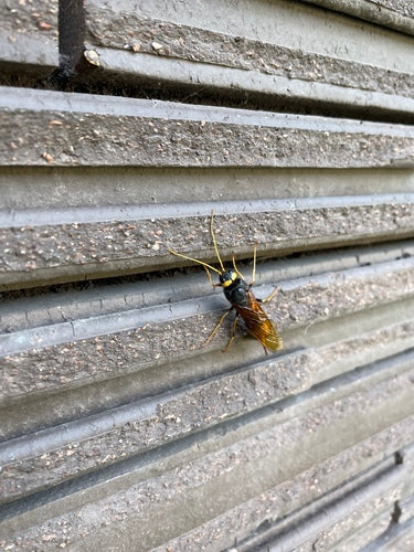 Gelbe Fichtenholzwespe — Bild 2