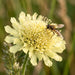 Blüte von Gelbe Skabiose (Scabiosa ochroleuca) in Nahaufnahme (KI-generiert)