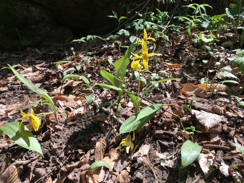 Gelber Hundszahn 'Pagoda' — Bild 3