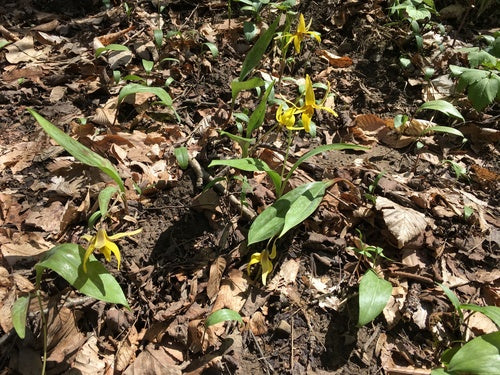 Gelber Hundszahn 'Pagoda' — Bild 2