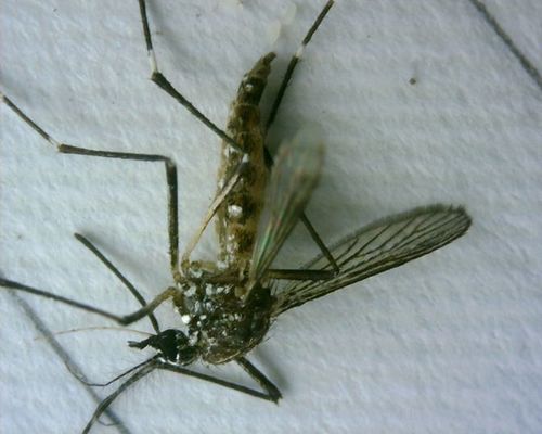 Gelbfiebermücke — Bild 4