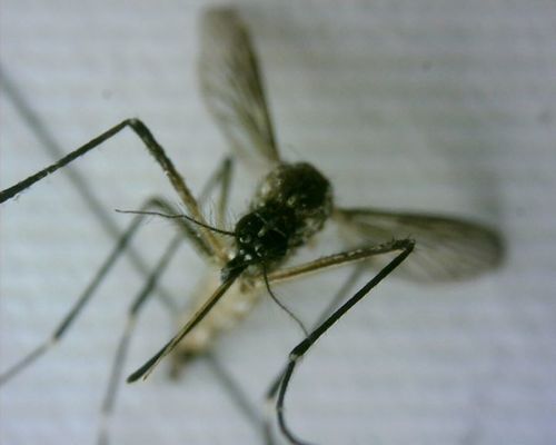 Gelbfiebermücke — Bild 2