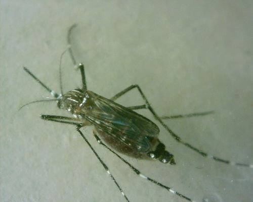 Gelbfiebermücke — Bild 1