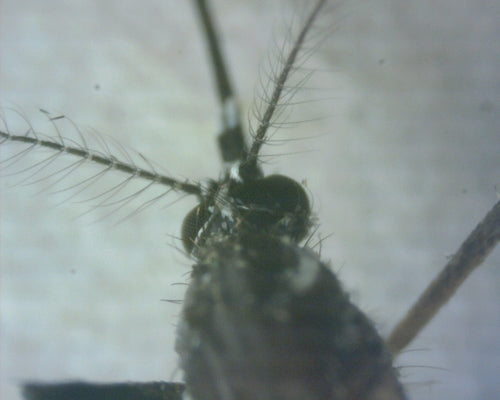 Gelbfiebermücke — Bild 2