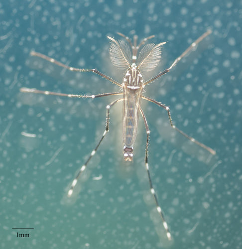 Gelbfiebermücke - Bild 5