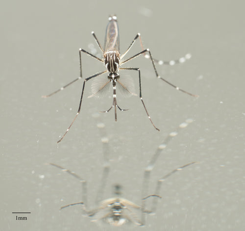 Gelbfiebermücke — Bild 4