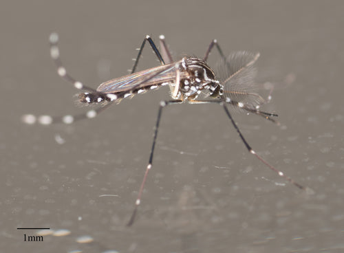 Gelbfiebermücke - Bild 7