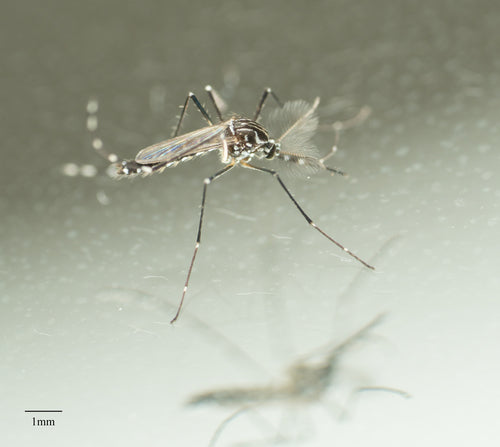 Gelbfiebermücke — Bild 6