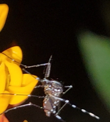 Gelbfiebermücke — Bild 2