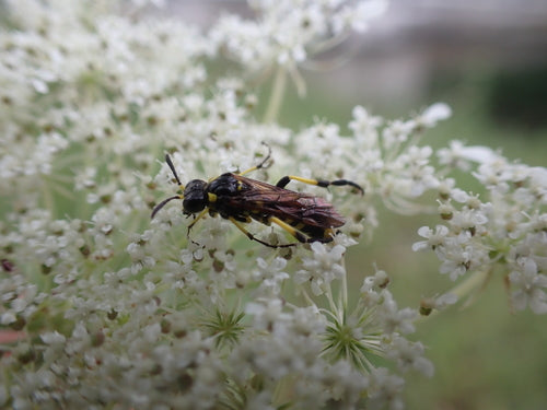 Gelbgefleckte Blattwespe — Bild 4