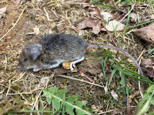 Gelbhalsmaus — Bild 2
