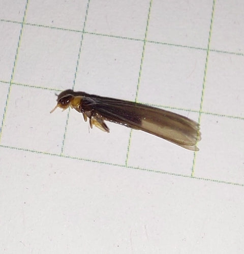 Gelbhalstermite — Bild 3