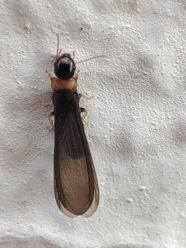 Gelbhalstermite — Bild 5 von 39