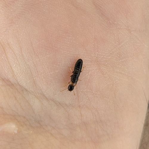 Gelbhalstermite — Bild 4