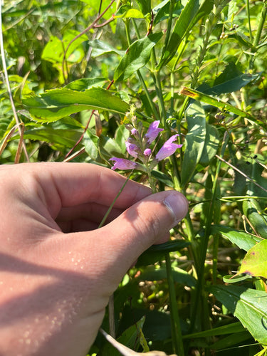 Gelenkblume — Bild 3